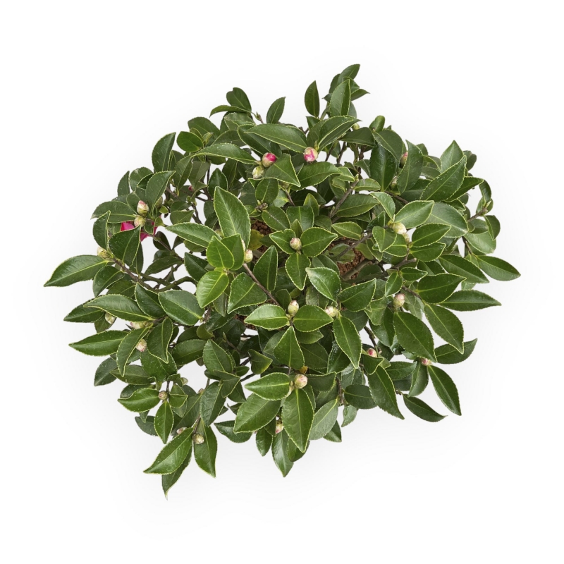 Camellia - 63 cm