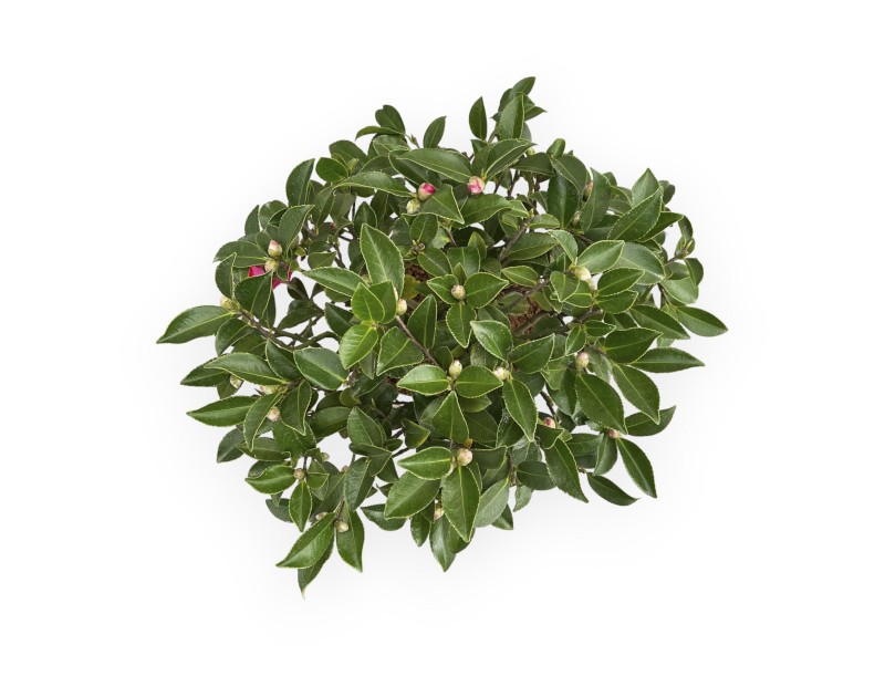 Camellia - Camellia - 63 cm