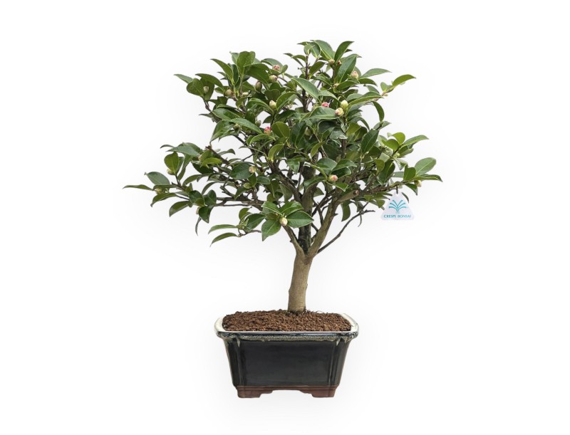 Camellia - Camelia - 55 cm