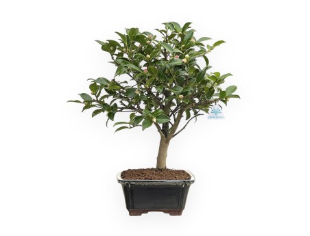 Camellia - 55 cm