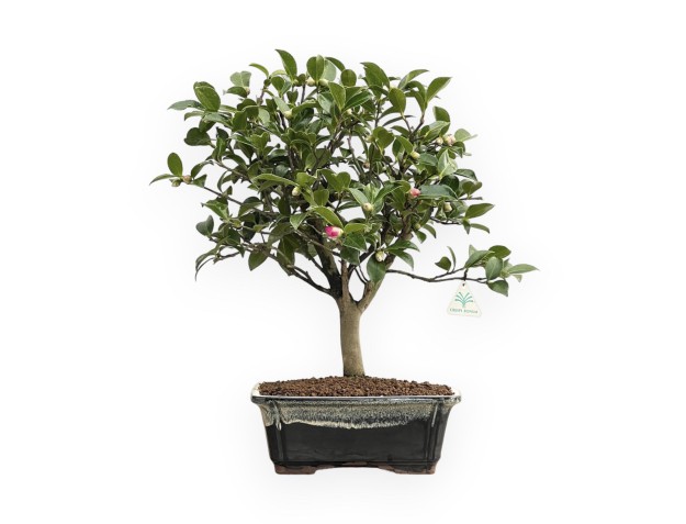 Camellia - Camélia - 55 cm