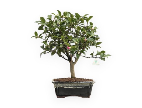 Camellia - Camelia - 55 cm