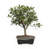 Camellia - 55 cm