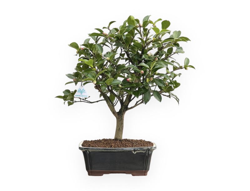 Camellia - 55 cm