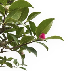 Camellia - 55 cm
