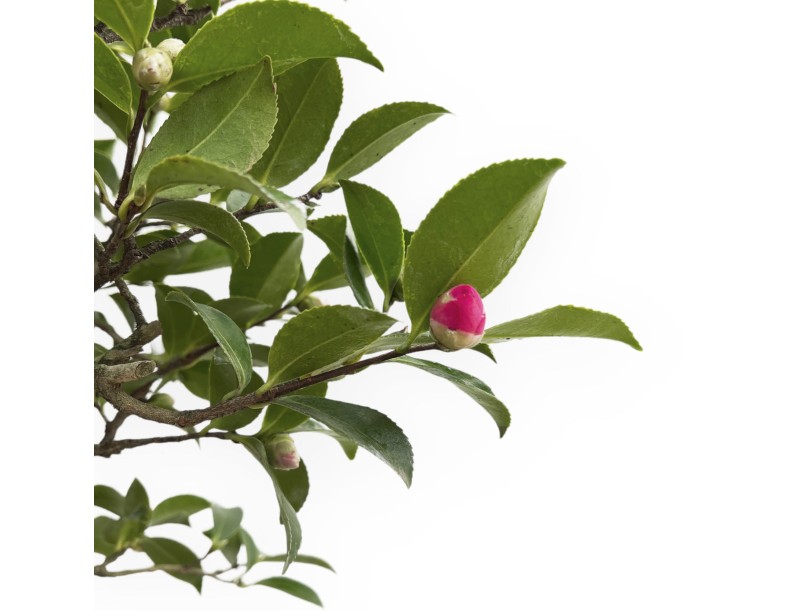 Camellia - Camellia - 55 cm