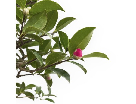Camellia - Camelia - 55 cm