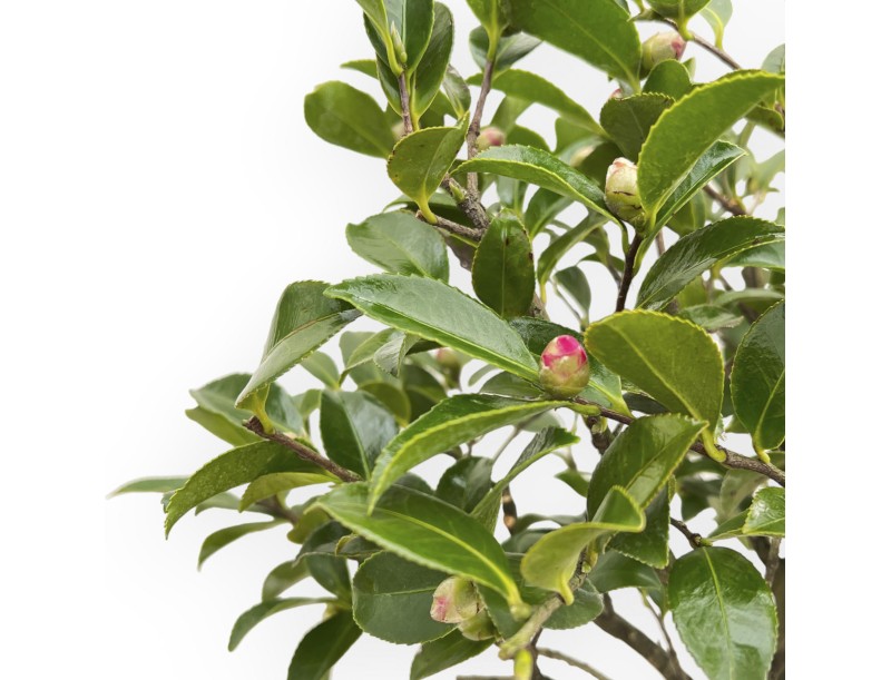 Camellia - 55 cm