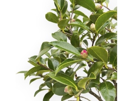 Camellia - Camellia - 55 cm