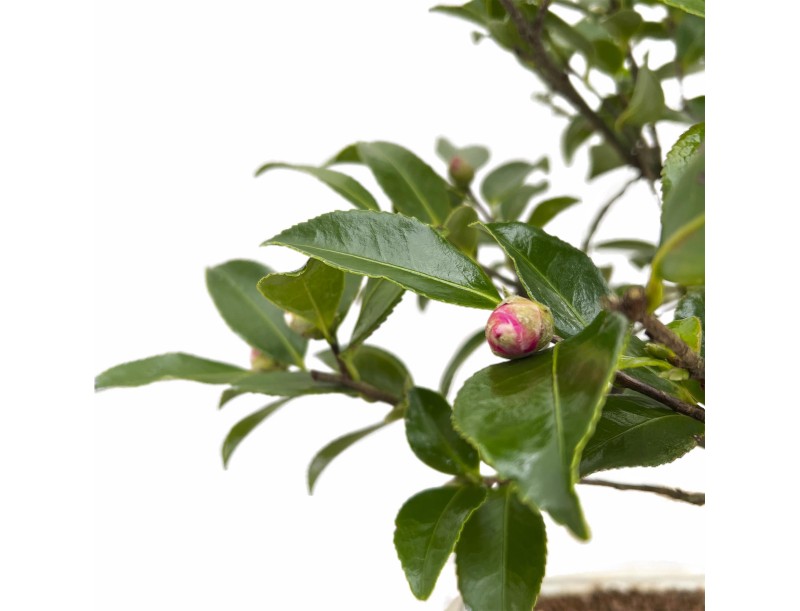 Camellia - Camellia - 55 cm
