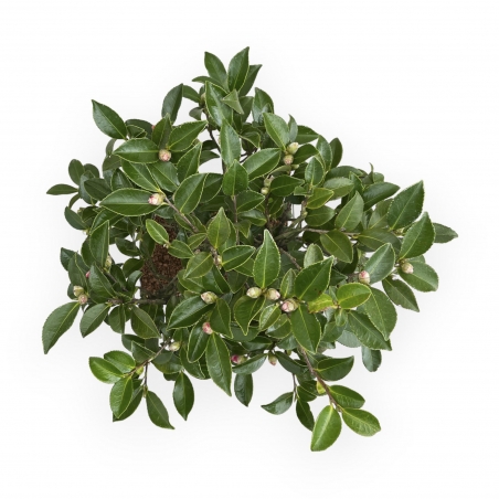 Camellia - 55 cm