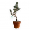 Pinus Thunbergii Kotobuki - Black Pine - 41 cm
