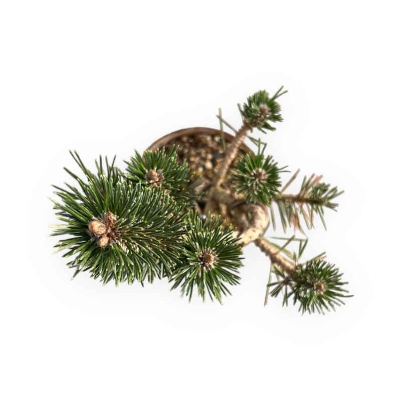 Pinus Thunbergii Kotobuki - Black Pine - 41 cm