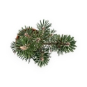 Pinus Thunbergii Kotobuki - Black Pine - 35 cm