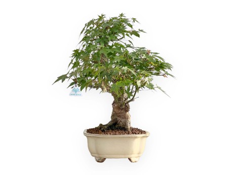 Acer Palmatum - Esdoorn - 47 cm