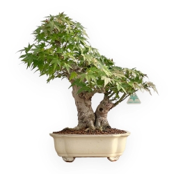 Acer Palmatum - Acero - 47 cm