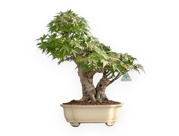 Acer Palmatum - Arce - 47 cm