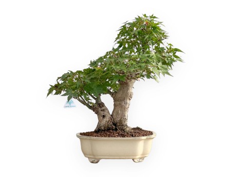 Acer Palmatum - Maple - 47 cm