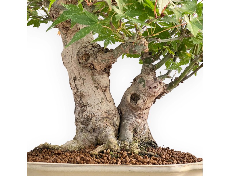 Acer Palmatum - Ahorn - 47 cm