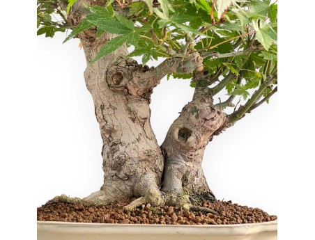 Acer Palmatum - Acero - 47 cm