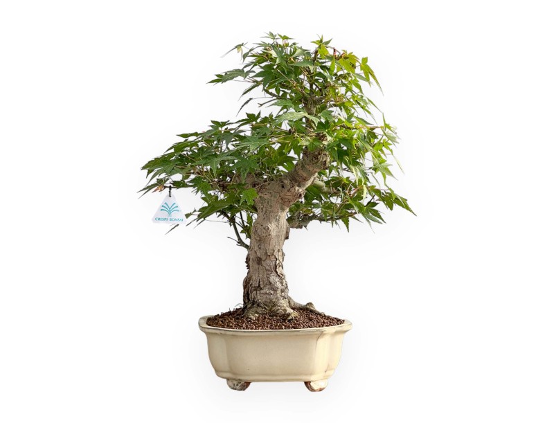 Acer Palmatum - Arce - 47 cm