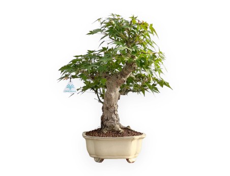 Acer Palmatum - Acero - 47 cm