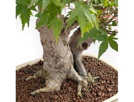 Acer Palmatum - Maple - 47 cm