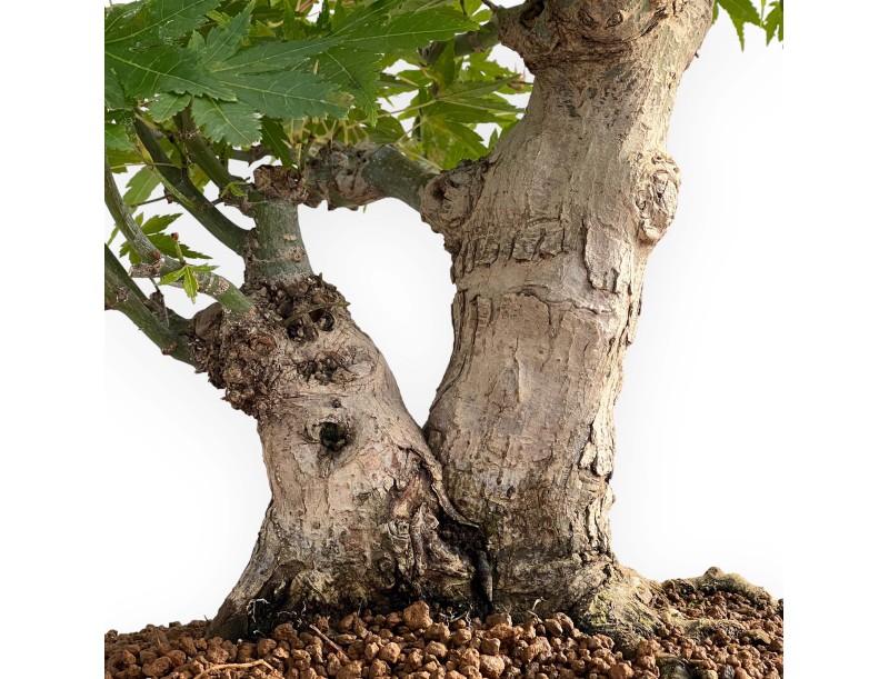 Acer Palmatum - Arce - 47 cm