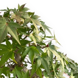 Acer Palmatum - Acero - 47 cm
