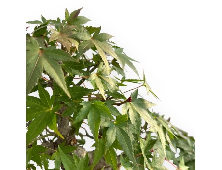 Acer Palmatum - Acero - 47 cm