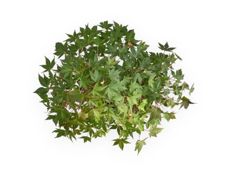 Acer Palmatum - Érable - 47 cm