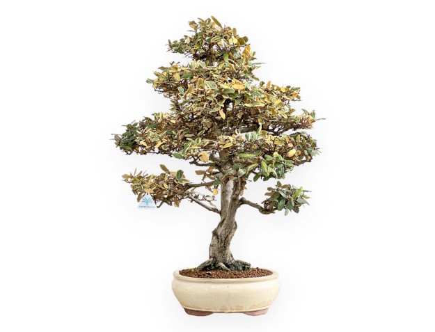 Elaeagnus Pungens - Oléastre - 84 cm 2