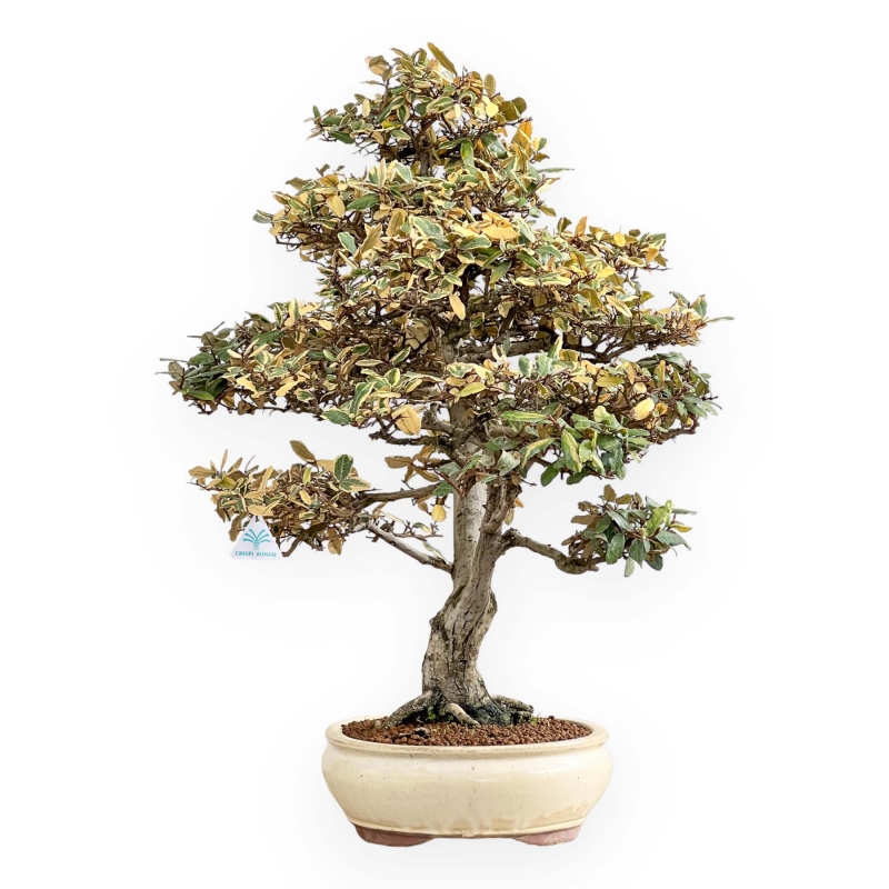 Elaeagnus Pungens Variegato - Olivagno - 84 cm