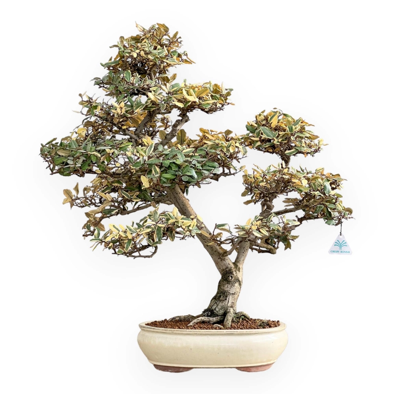 Elaeagnus Pungens Variegato - Olivagno - 84 cm