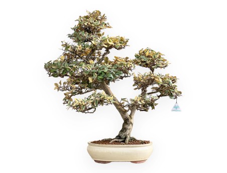 Elaeagnus Pungens Variegato - Olivagno - 84 cm