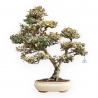 Elaeagnus Pungens Variegato - Olivagno - 84 cm