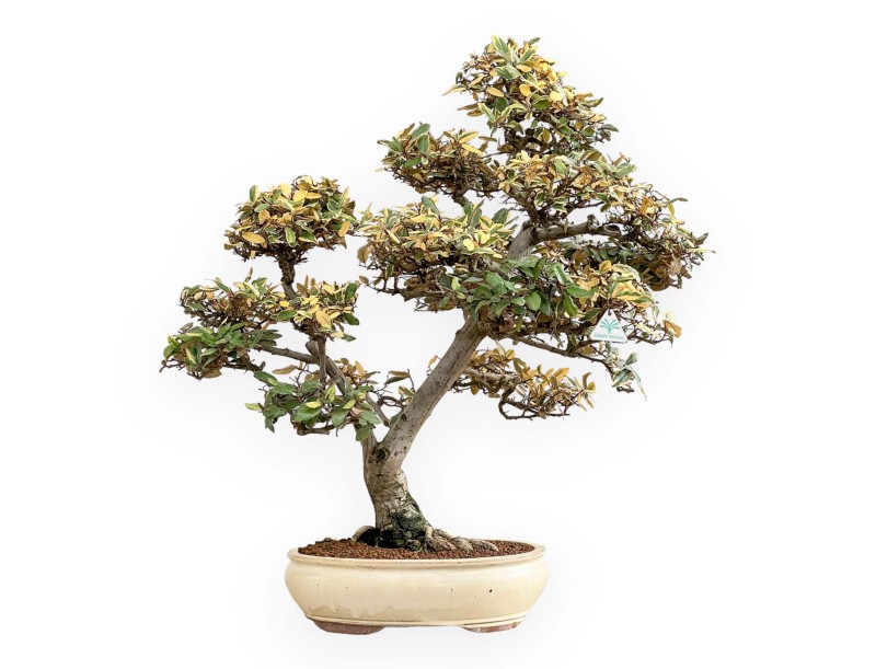 Elaeagnus Pungens - Oléastre - 84 cm