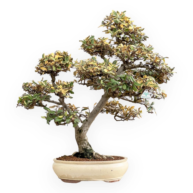 Elaeagnus Pungens Variegato - Olivagno - 84 cm