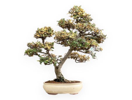 Elaeagnus Pungens Variegato - Olivagno - 84 cm