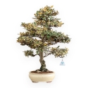 Elaeagnus Pungens Variegato - Olivagno - 84 cm
