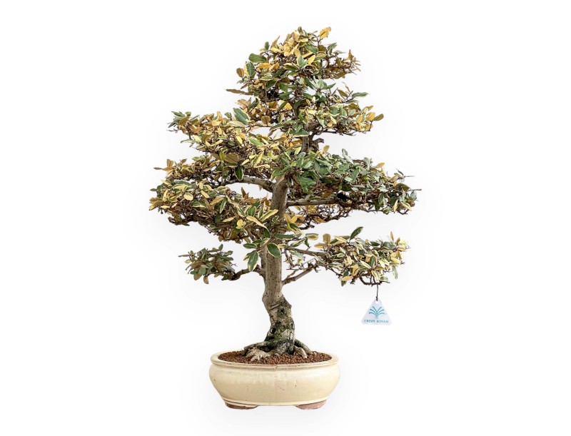 Elaeagnus Pungens - Oléastre - 84 cm