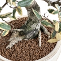 Elaeagnus Pungens Variegato - Olivagno - 84 cm