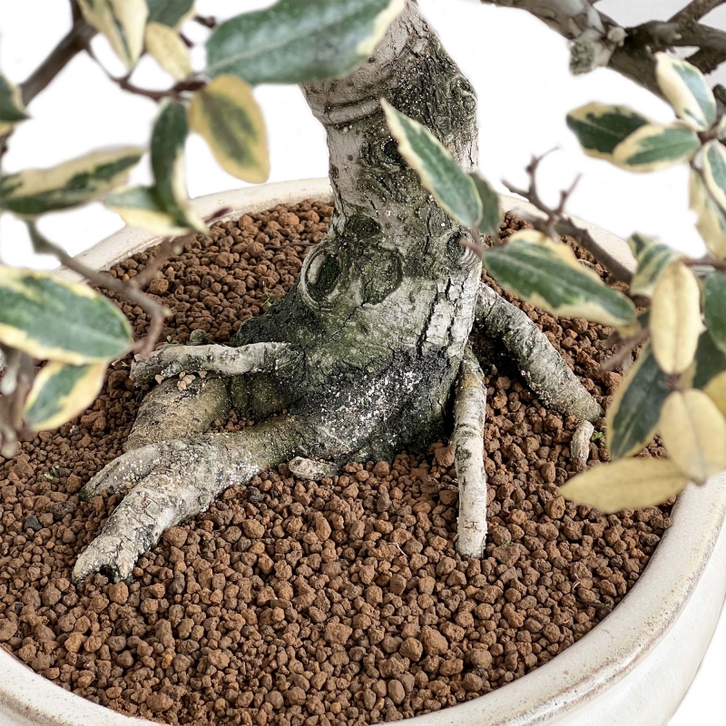 Elaeagnus Pungens Variegato - Olivagno - 84 cm