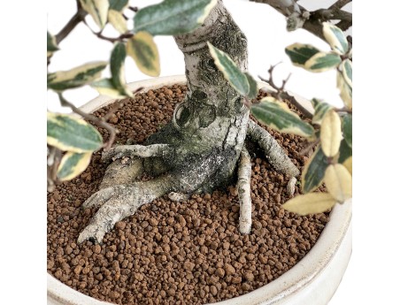 Elaeagnus Pungens Variegato - Olivagno - 84 cm