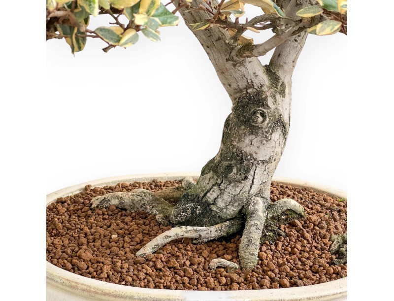 Elaeagnus Pungens - Oléastre - 84 cm