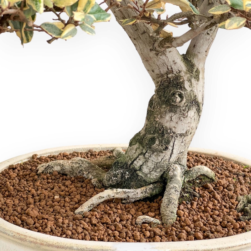 Elaeagnus Pungens Variegato - Olivagno - 84 cm
