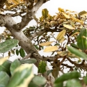 Elaeagnus Pungens Variegato - Olivagno - 84 cm
