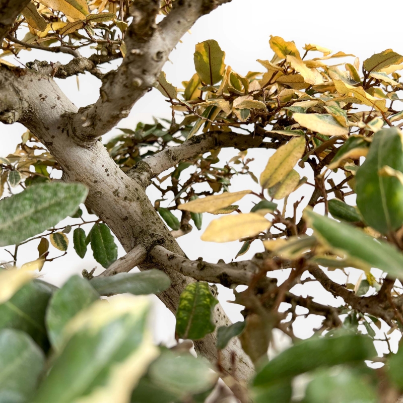 Elaeagnus Pungens Variegato - Olivagno - 84 cm