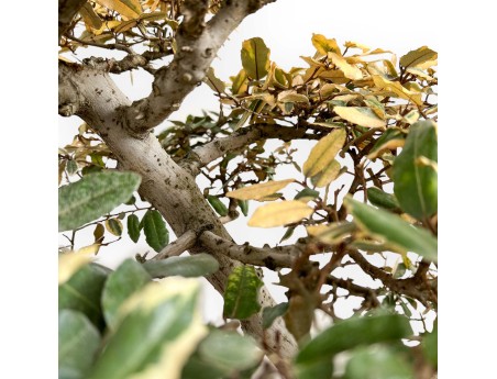 Elaeagnus Pungens Variegato - Olivagno - 84 cm