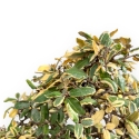 Elaeagnus Pungens Variegato - Olivagno - 84 cm